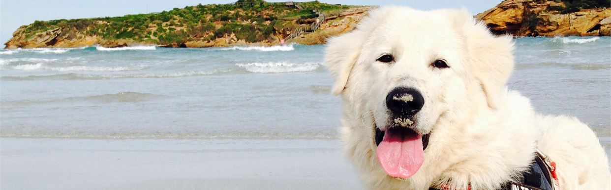 Middle Island Penguin Project Experience